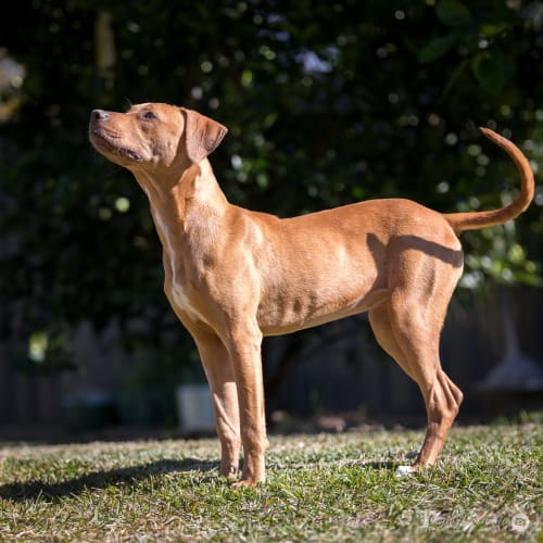Piper ~ Ridgeback x (on trial 16/6/18)