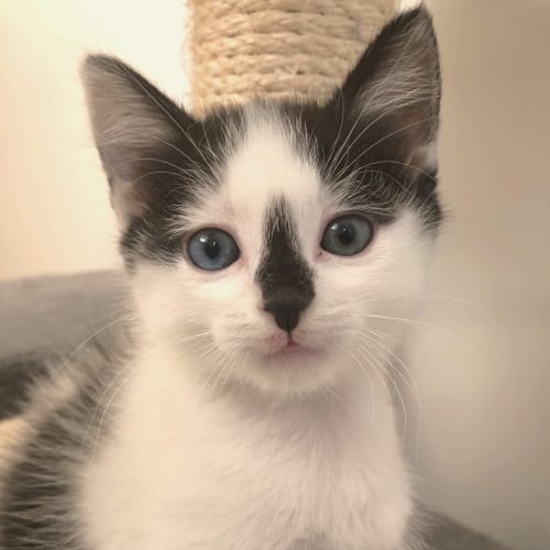 Manny the heartbreaker