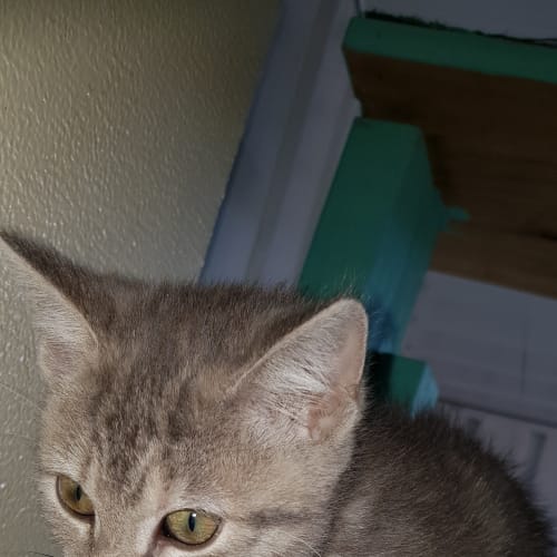Clementine 