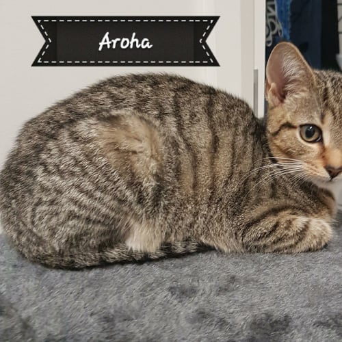 Aroha **2nd Chance Cat Rescue**