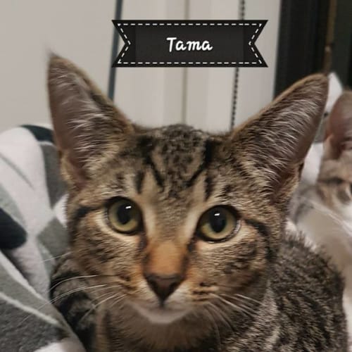 Tama *2nd Chance Cat Rescue**