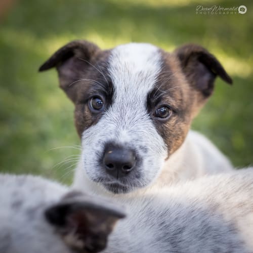 Alaska ~ Cattle Dog x (on trial 31/5/2018)