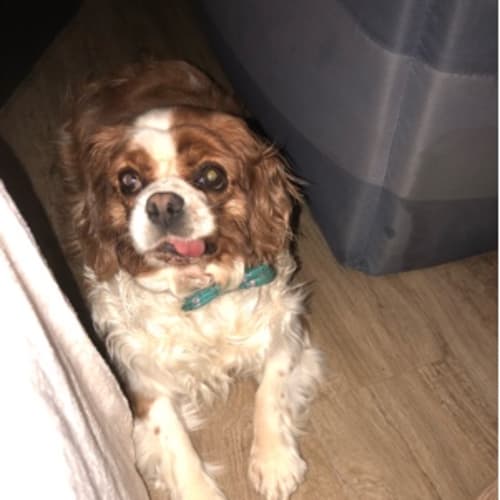 Glady - Special Needs