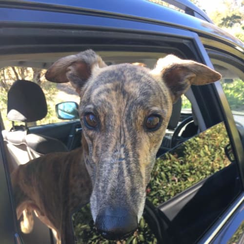 Boof (On Trial 28 May)