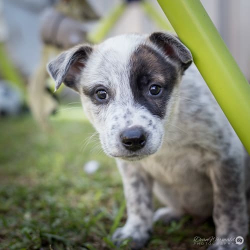 Blizzard ~ Cattle Dog x puppy (on trial 21/6/2018)