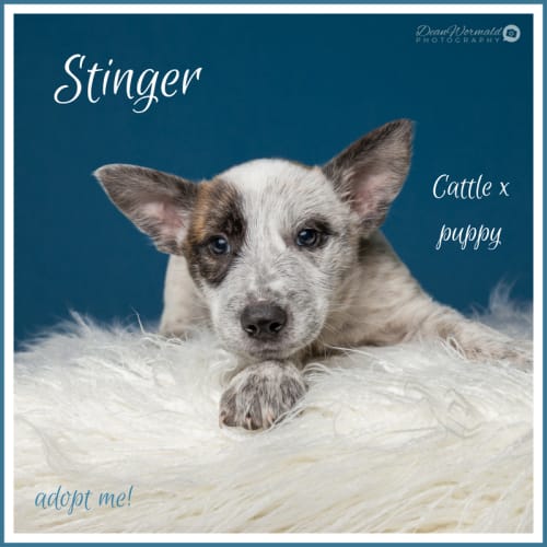 Stinger ~ Cattle x (on trial 13/6/2018)