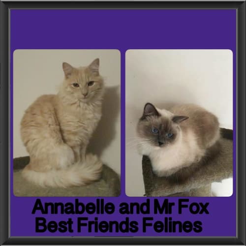 Annabelle and Mr Fox 