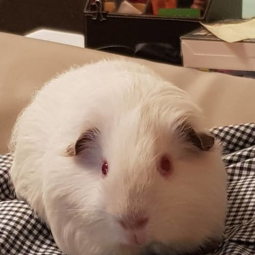 Rice (Desexed Male)