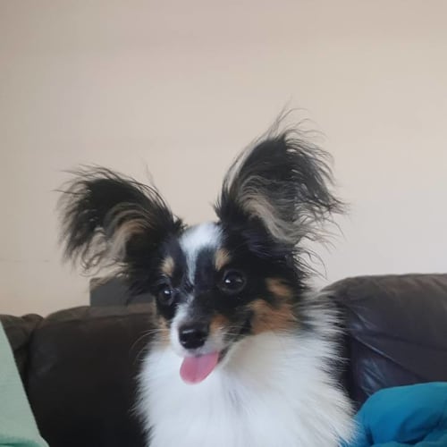 Max