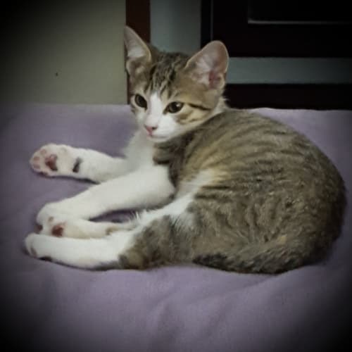 Autumn ^^Dandy Cat Rescue^^