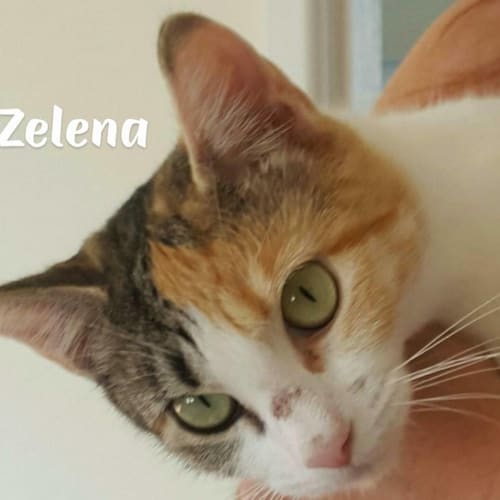 Zelena 