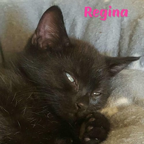 Regina 