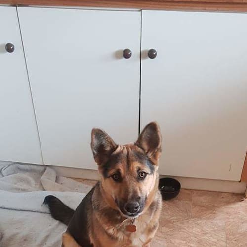 Rex