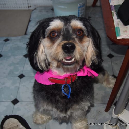 Tilly ~ Cavalier x Maltese, 5yo (On Trial 4/6/18)