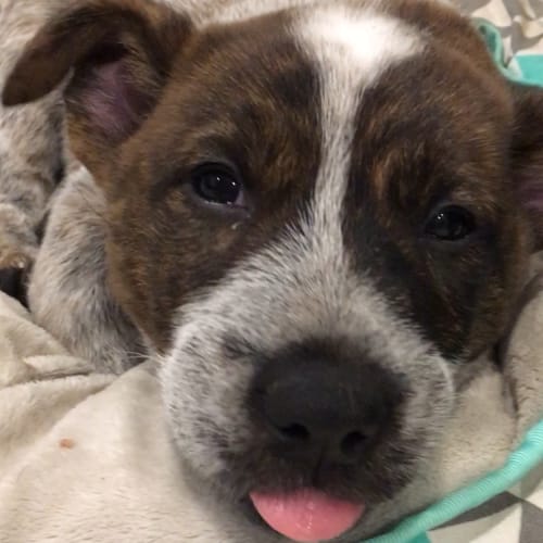 Asti ~ Cattle Dog x (on trial 2/7/2018)