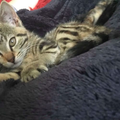 Bindi ~ Kitten (on trial 17/6/2018)