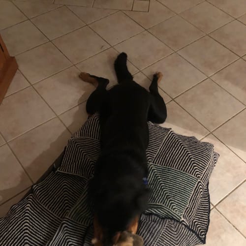 Marley ~ Rottweiler x Maremma (on trial 9/6/18)