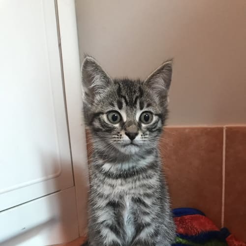 Spunky
