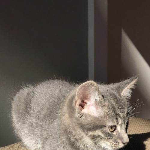 Daisy