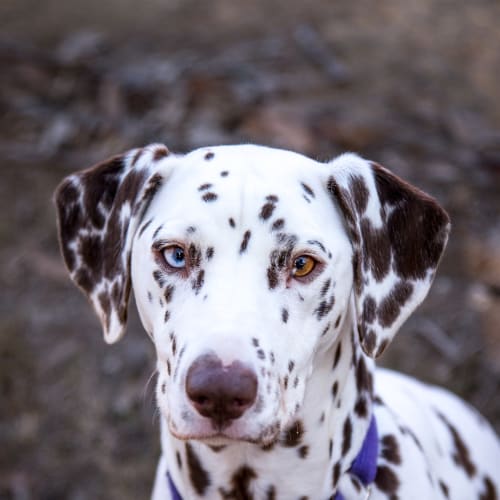 Puppa
