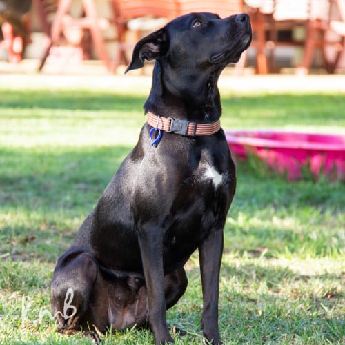Shadow ~ Labrador x (on trial 3/6/2018)