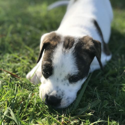 Pepper
