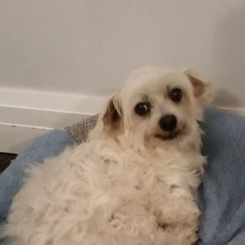Poppy
