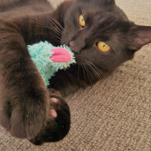 Sootie