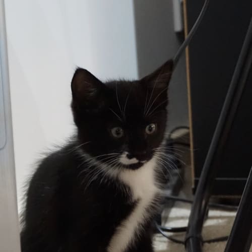 Mittens