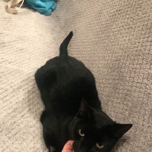 Tabatha the beautiful black cat