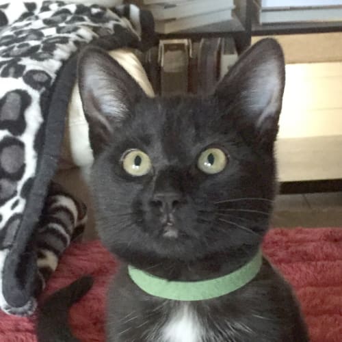 Angel Babe the slinky sophisticated kitten!