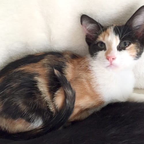 Ruby Rose the modelesque tortie kitten! 