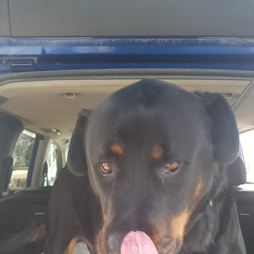 brutus