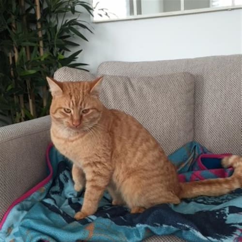Garfield