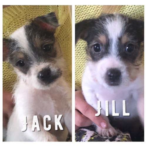 Jill