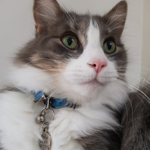Zeke the complete package cat! 