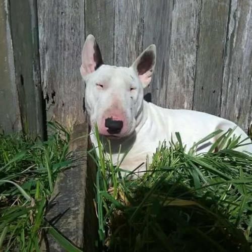 Sunny - Foster Carer needed