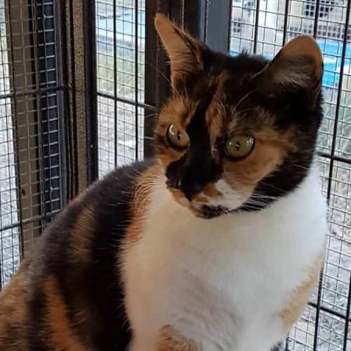 No photo for Chelsea