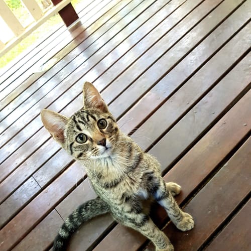 Little Lord Bebe - Adoption Pending