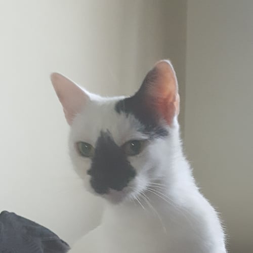 Snowdrop, the kid lovin' cuddly cat!