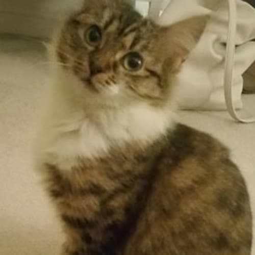 Cleo 
