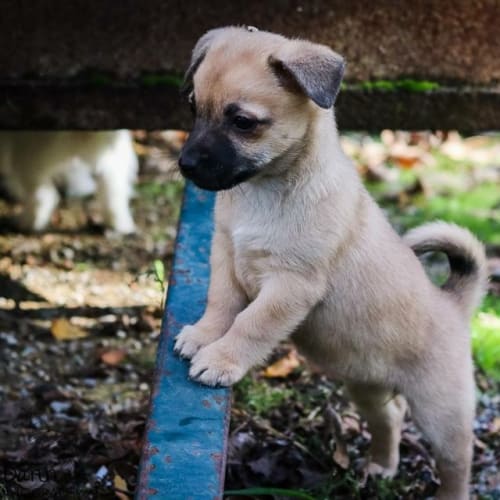 Tiny children puppies