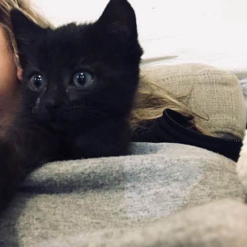 Kat 