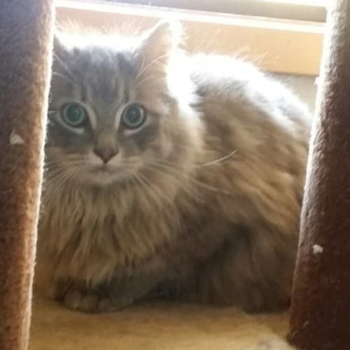 Richie - quiet foster home needed