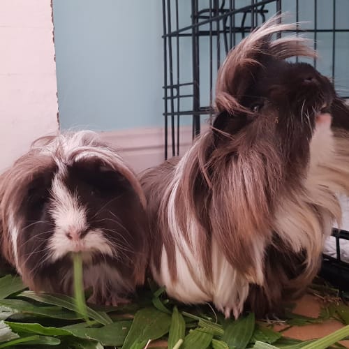 Mordacai and Rigby