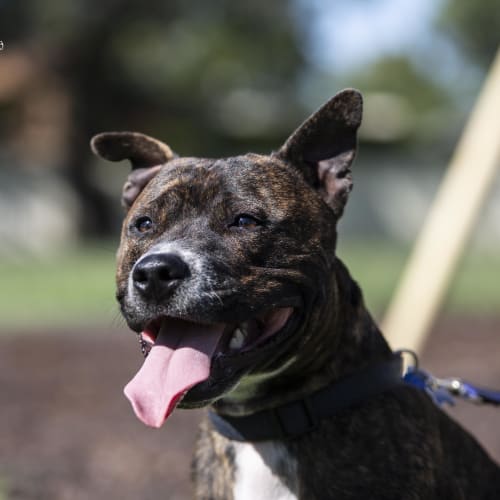 Harry ~ 2 year old Staffy (on trial 23/6/18)