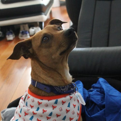 Gus