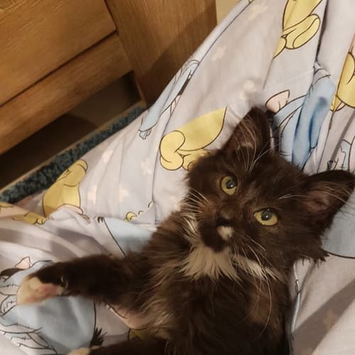 Whisper **2nd Chance Cat Rescue** 