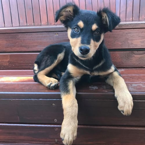 Kelly **Adoption pending**