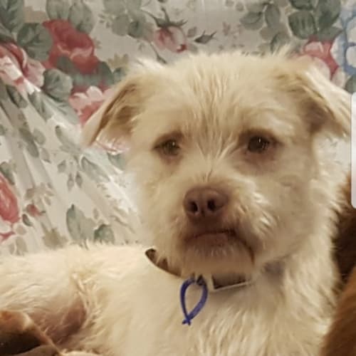 Falcor ~ 1 year old Terrier X (on trial 11/6/18)